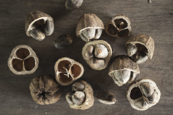 Imagen del fruto del cacay